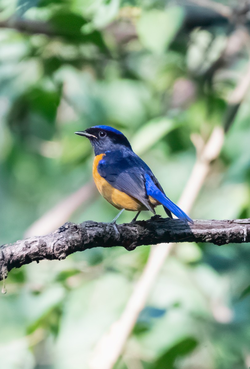 Rufous-bellied Niltava - ML645261860