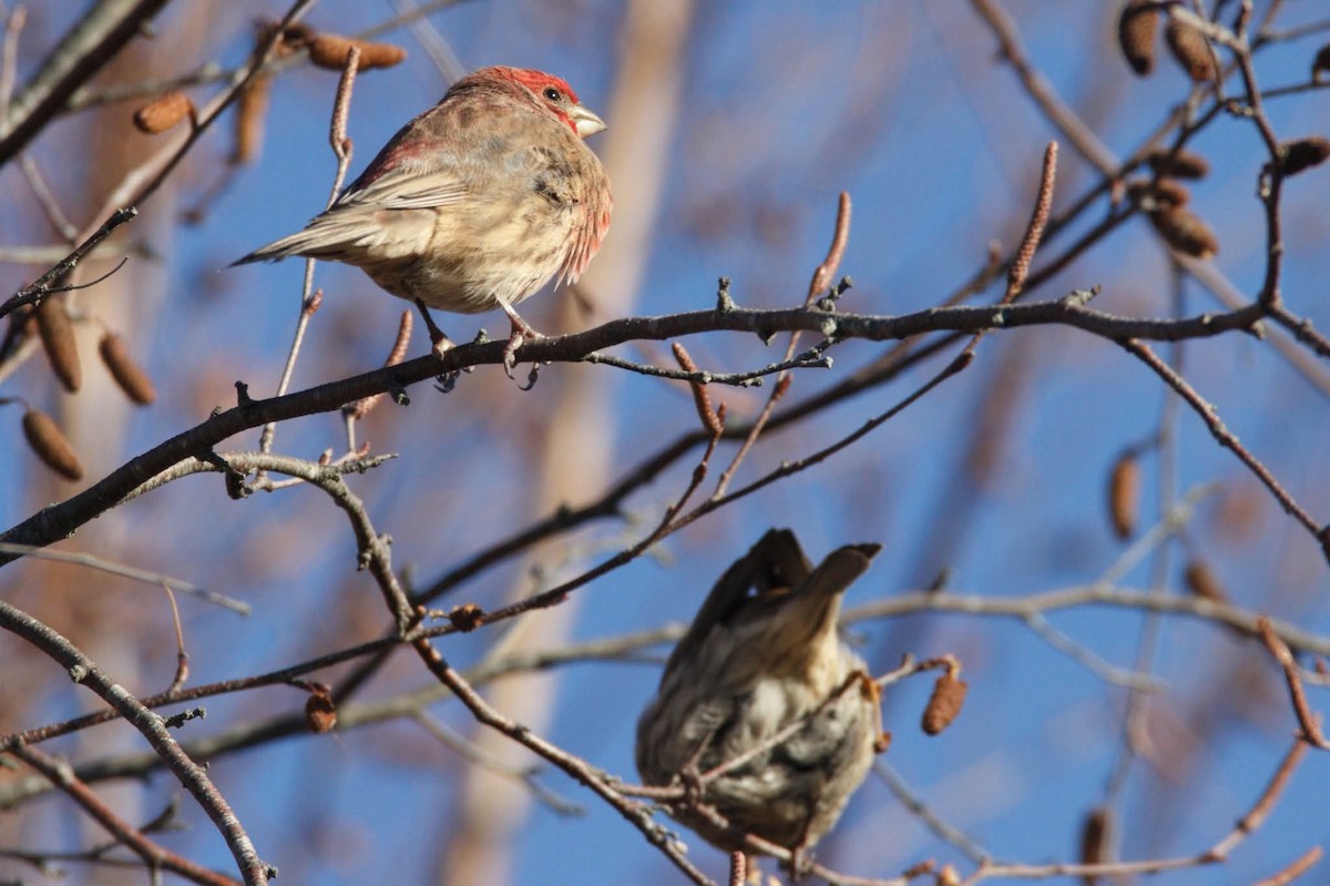 Camachuelo Mexicano - ML645261862