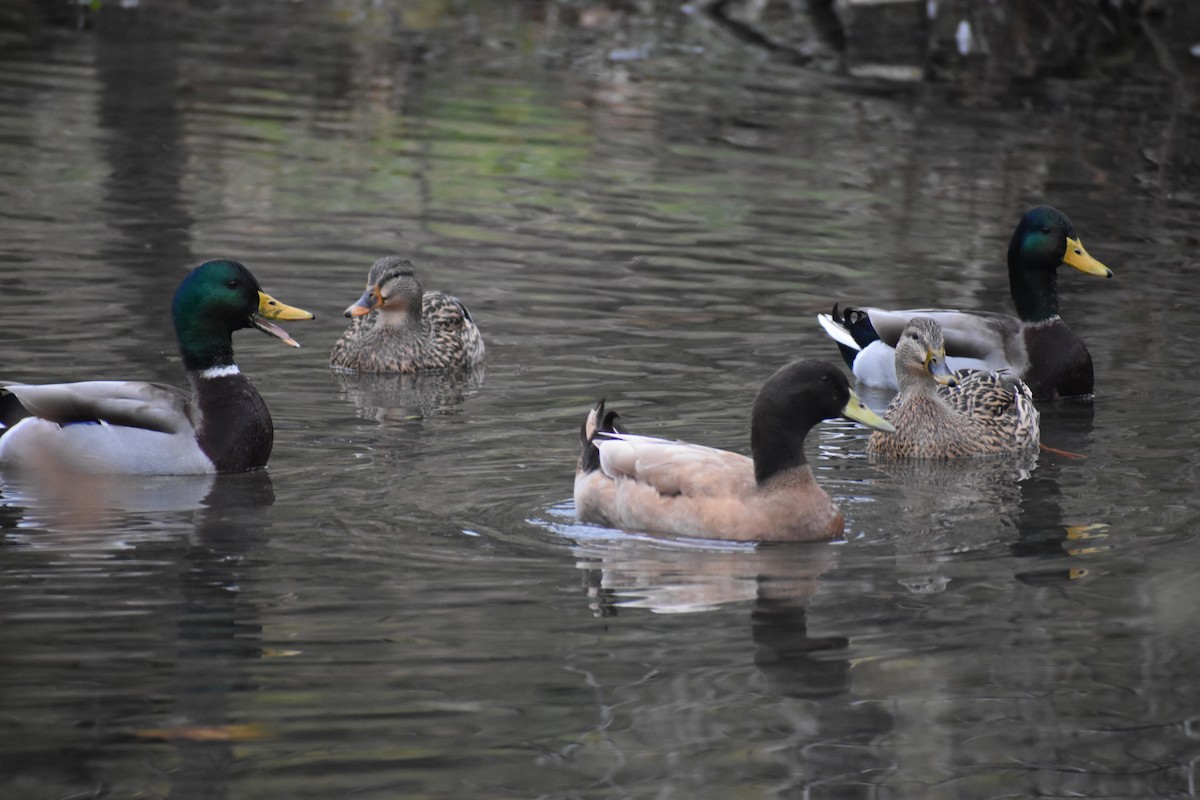 Mallard - ML645261863