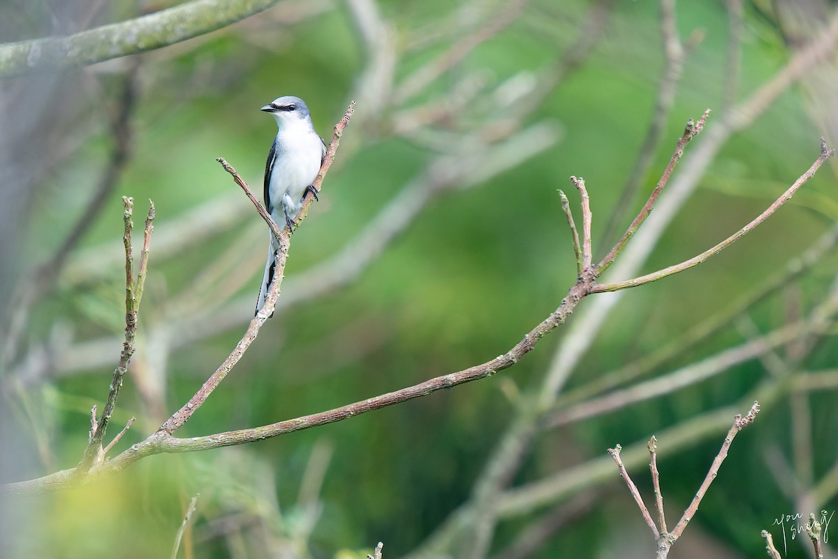 Ashy Minivet - ML645261868