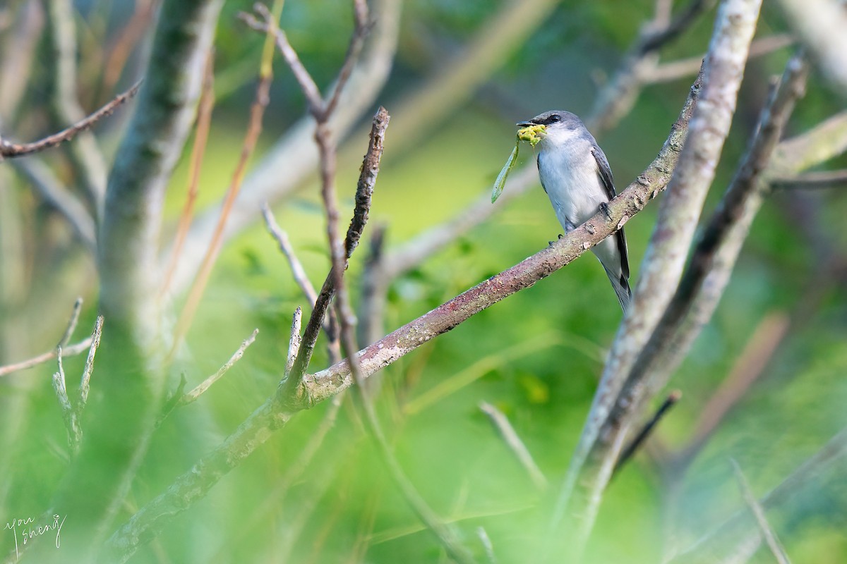Ashy Minivet - ML645261869