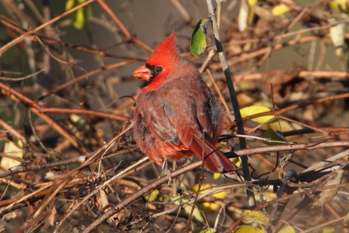 Cardenal Norteño - ML645261870