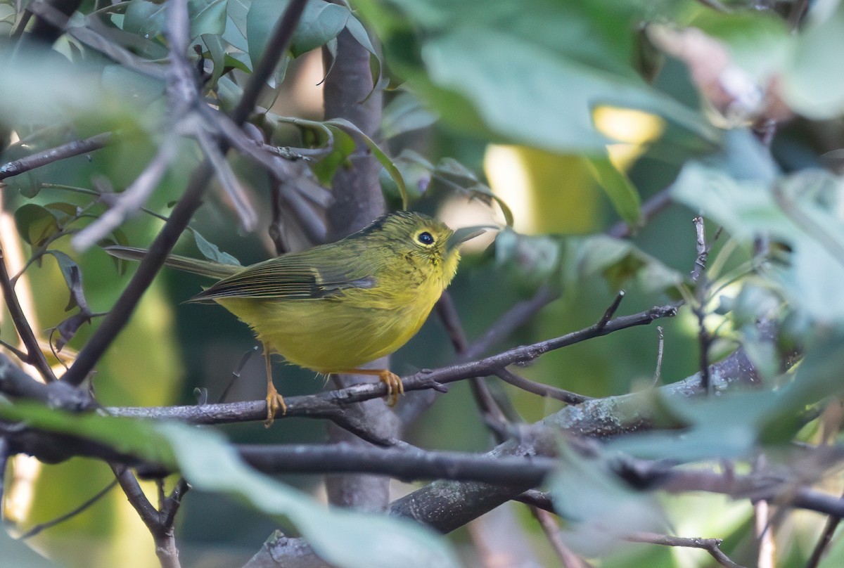 Whistler's Warbler - ML645261874