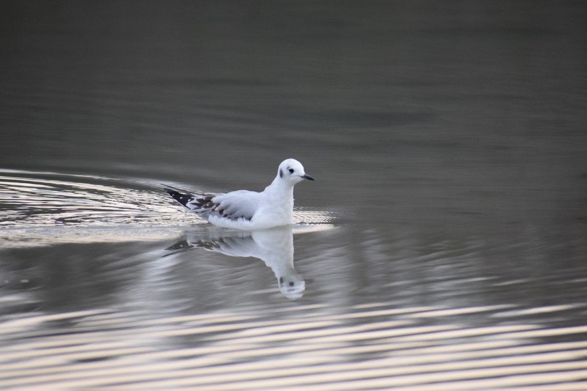 Bonaparte's Gull - ML645261875