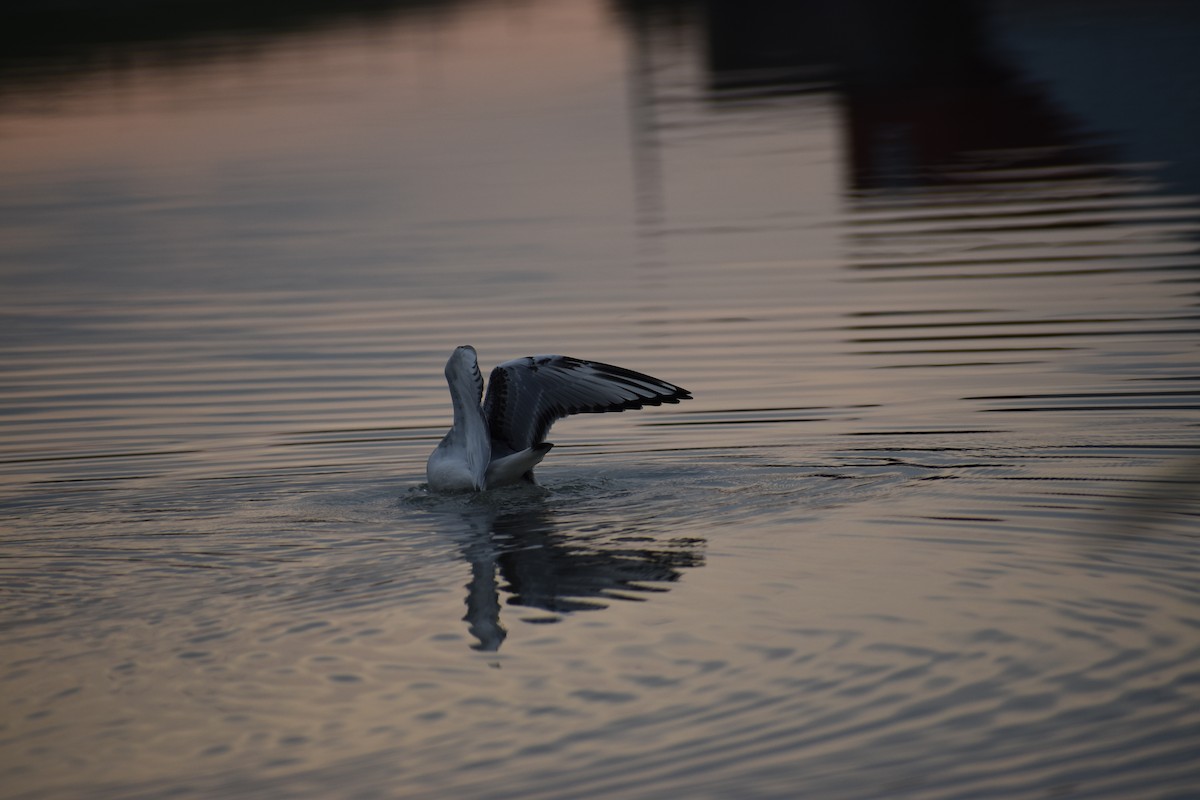 Bonaparte's Gull - ML645261876
