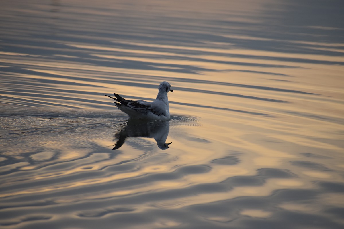 Bonaparte's Gull - ML645261877
