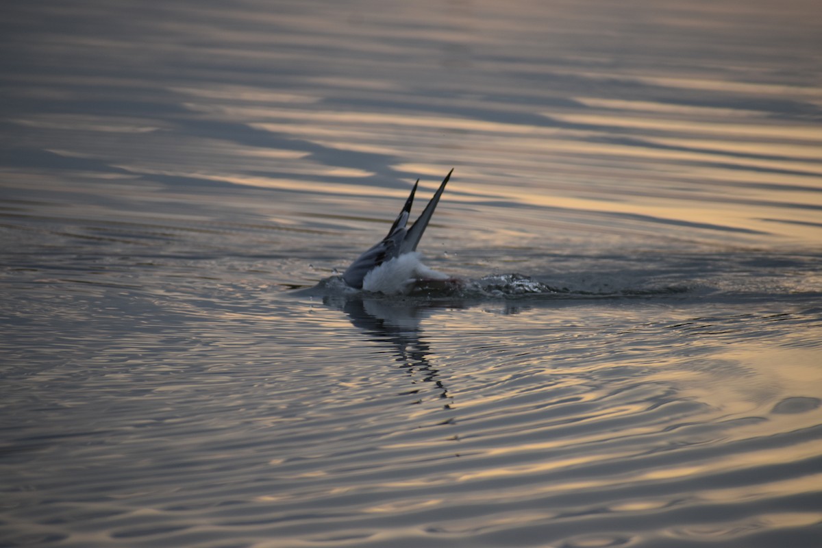 Bonaparte's Gull - ML645261878