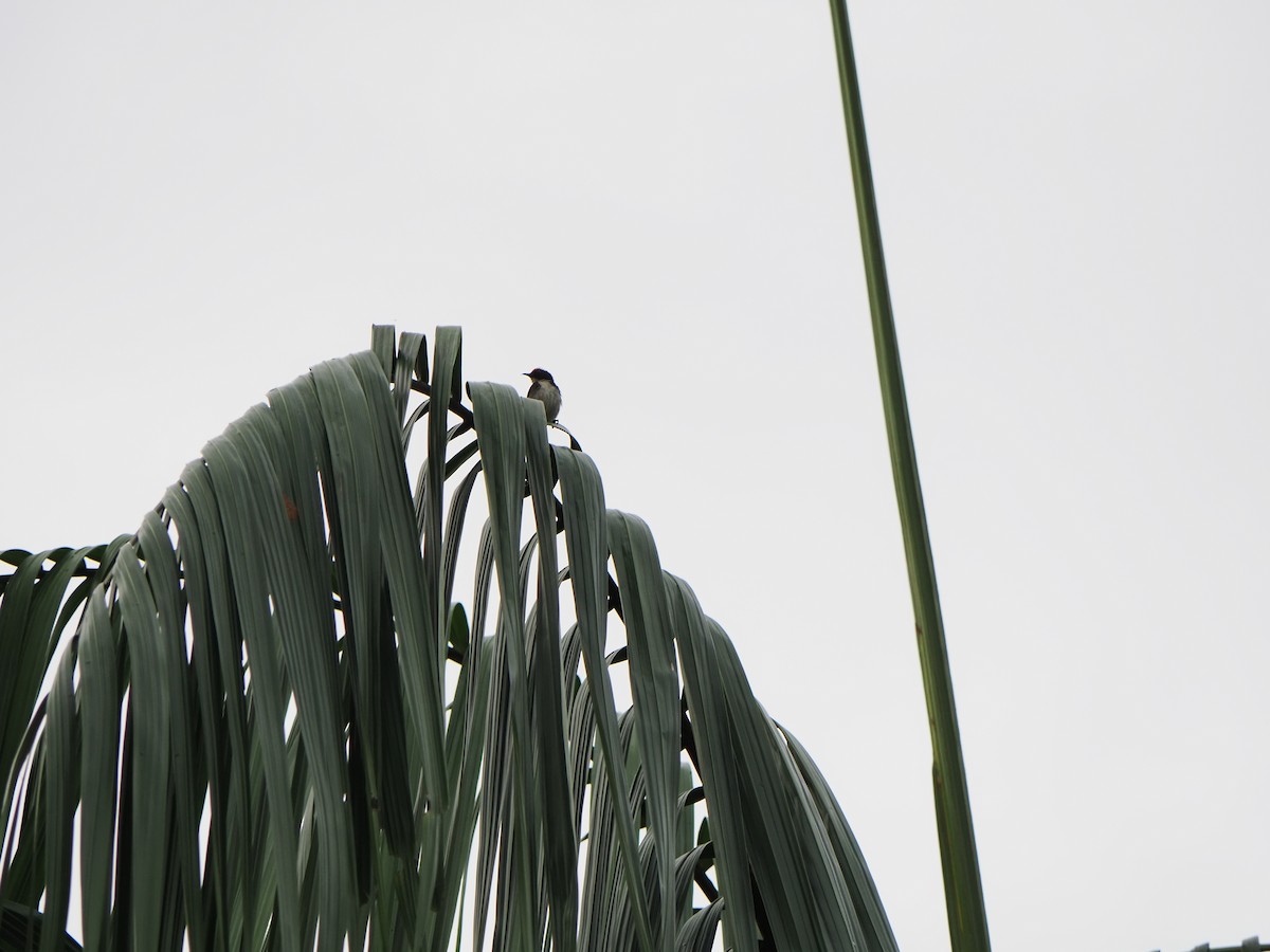 キゴシタイヨウチョウ - ML645261893