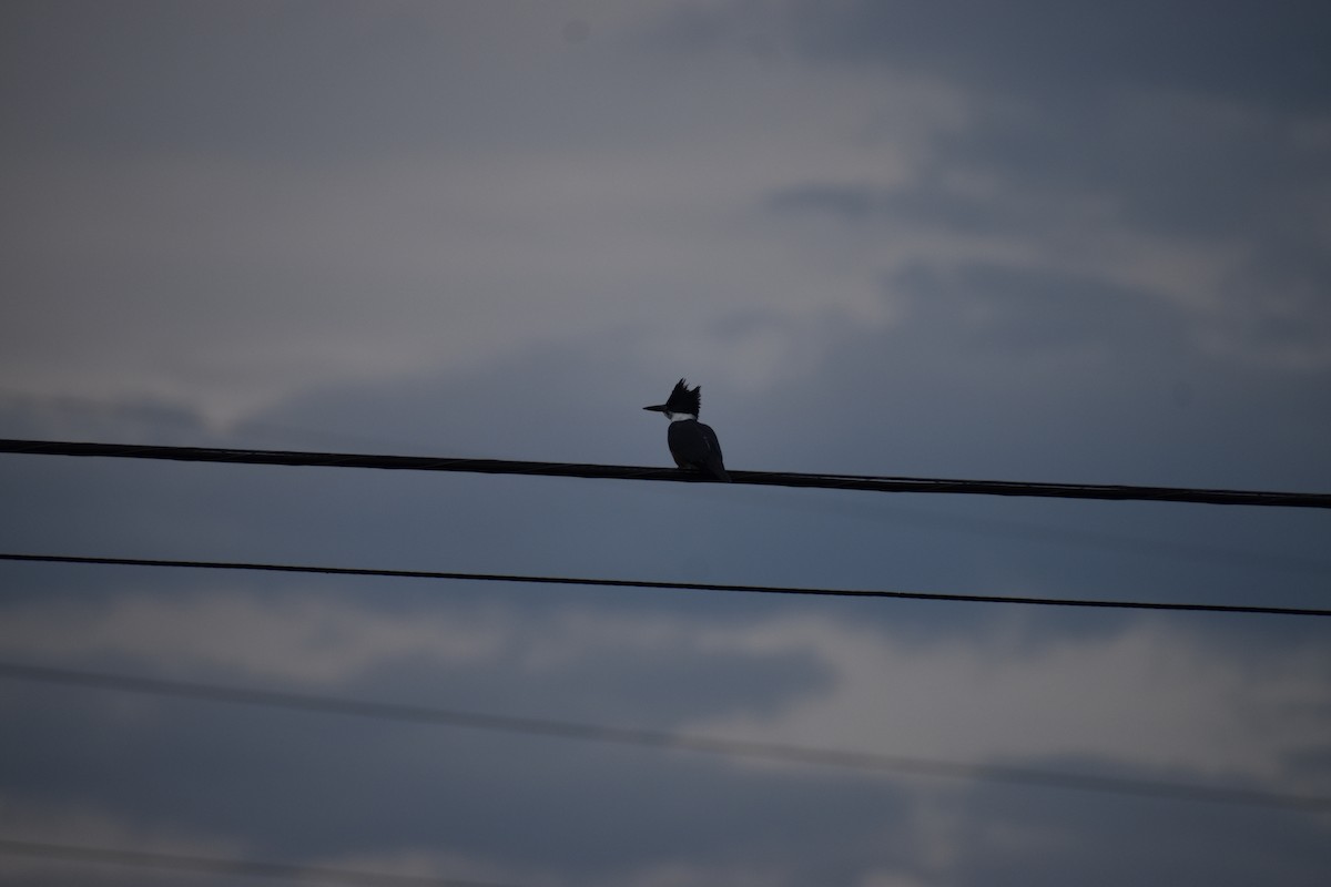 Belted Kingfisher - ML645261906