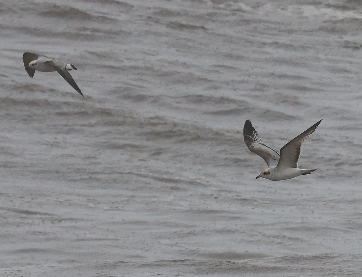 Mediterranean Gull - ML645261915