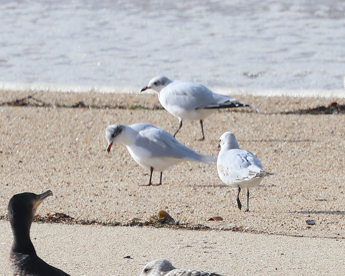 Mediterranean Gull - ML645261916