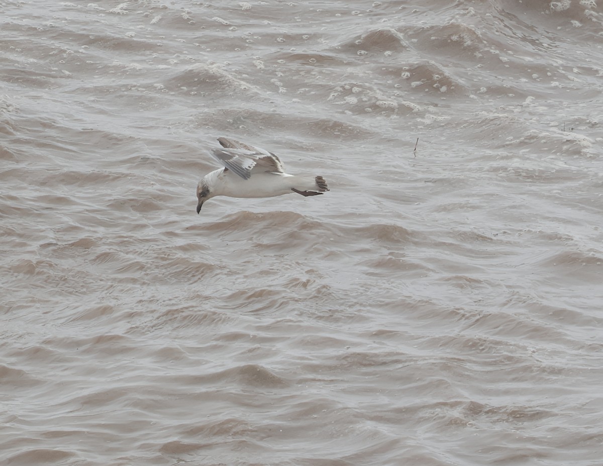 Mediterranean Gull - ML645261917