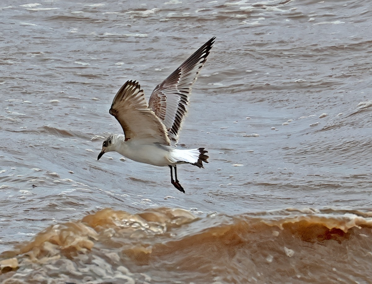 Mediterranean Gull - ML645261918