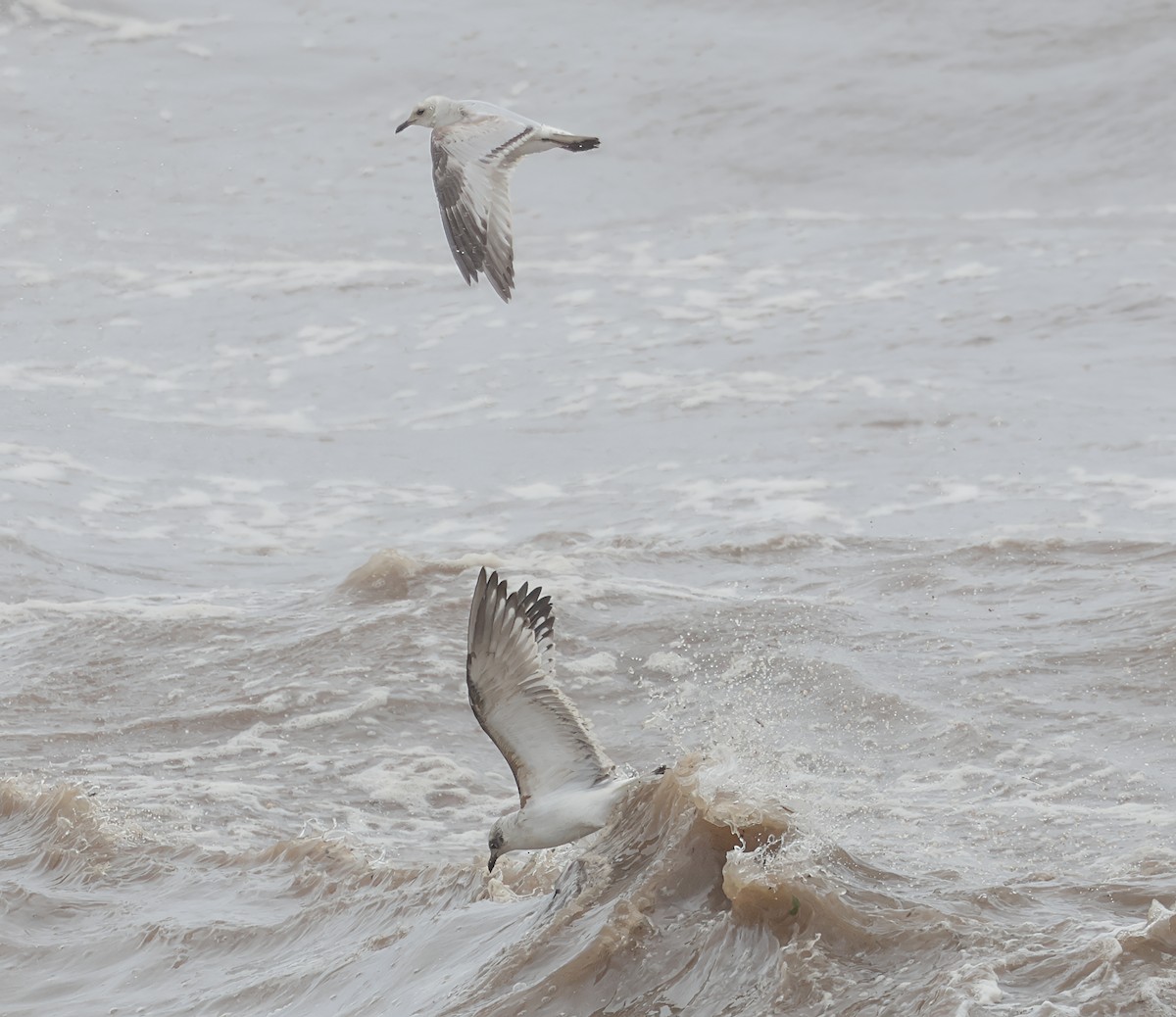 Mediterranean Gull - ML645261919