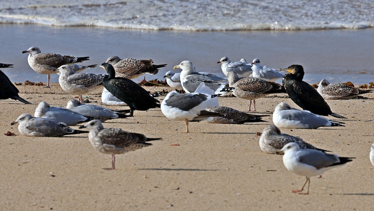Mediterranean Gull - ML645261920
