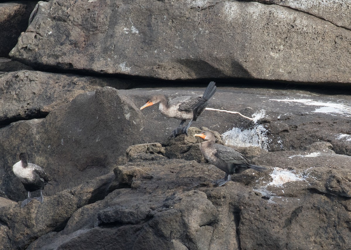Cormoran à aigrettes - ML645261921