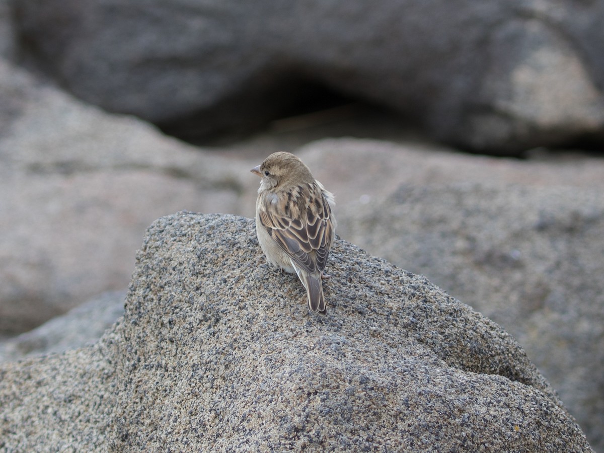 Gorrión Común - ML645261924