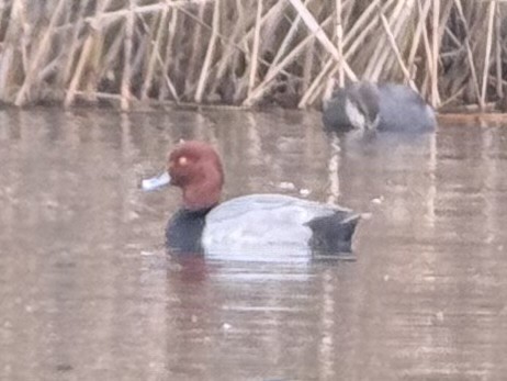 Redhead - ML645261925