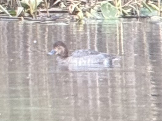 Redhead - ML645261926