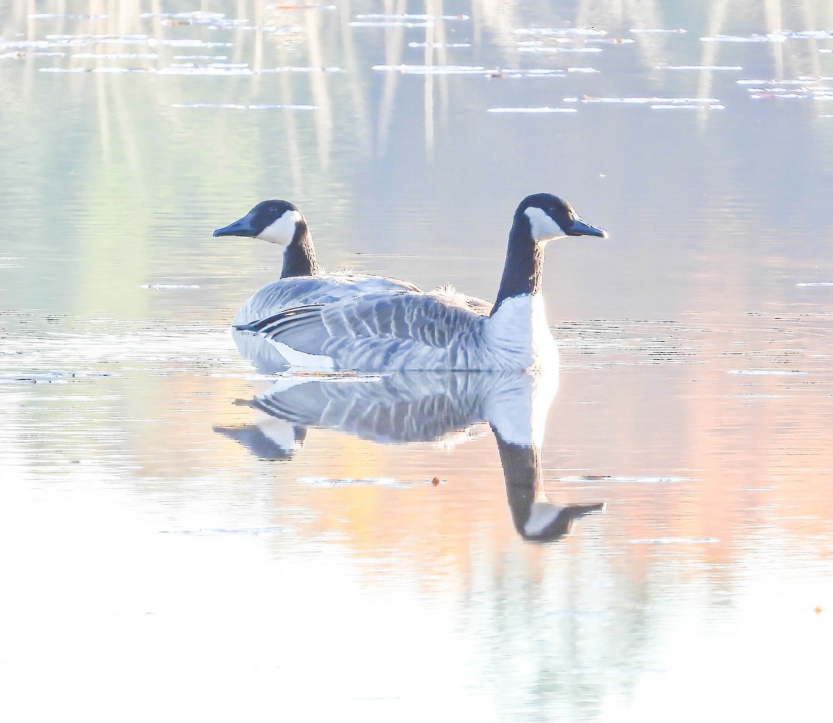 Canada Goose - ML645261959