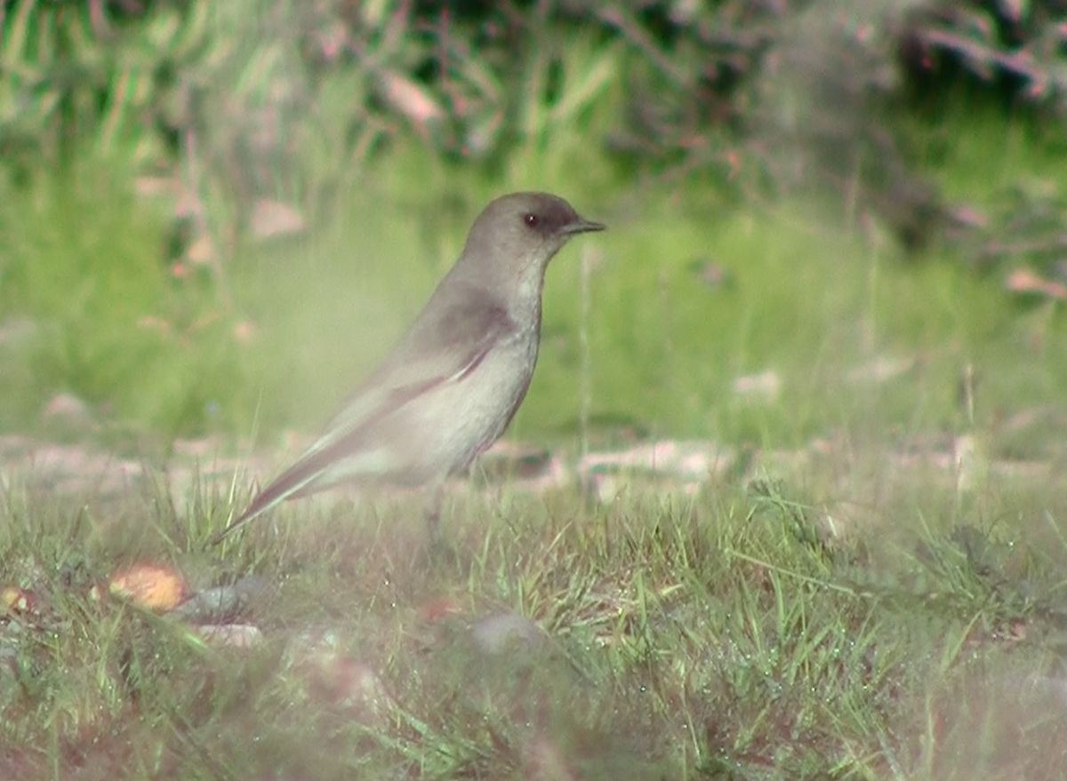 Dormilon bistré - ML645261960