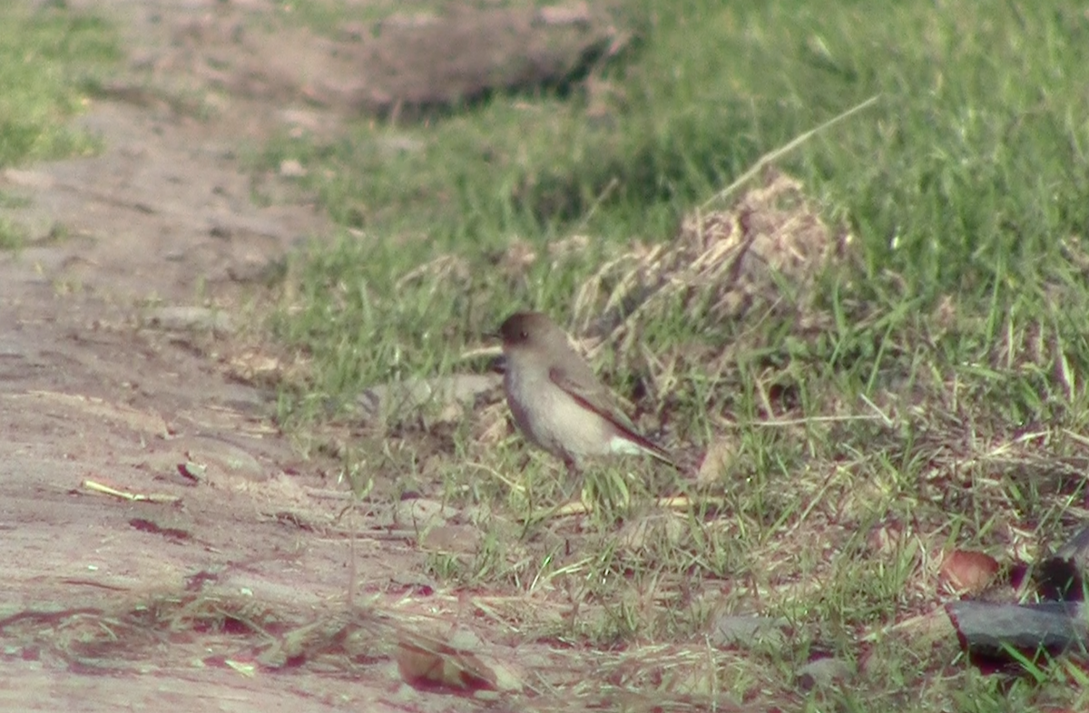 Dormilon bistré - ML645261961