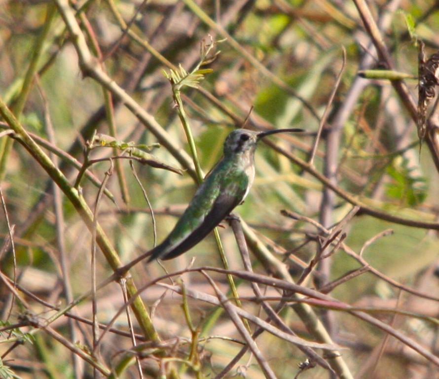 White-tailed Goldenthroat - ML645261966