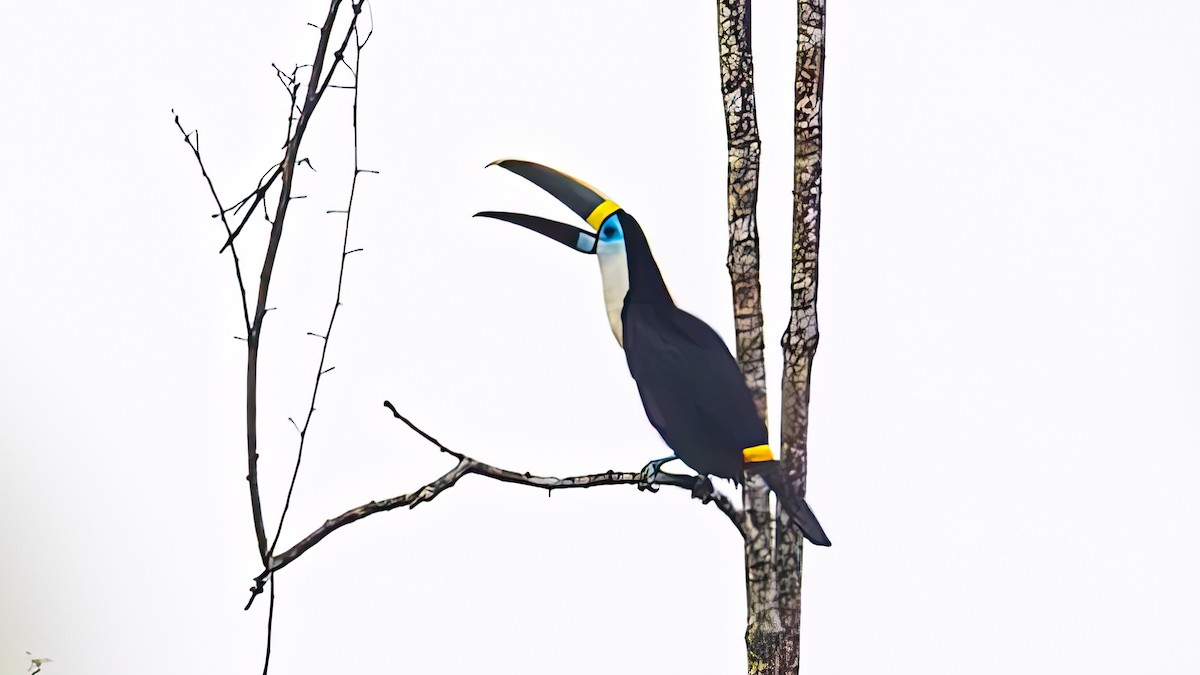 White-throated Toucan - ML645261967