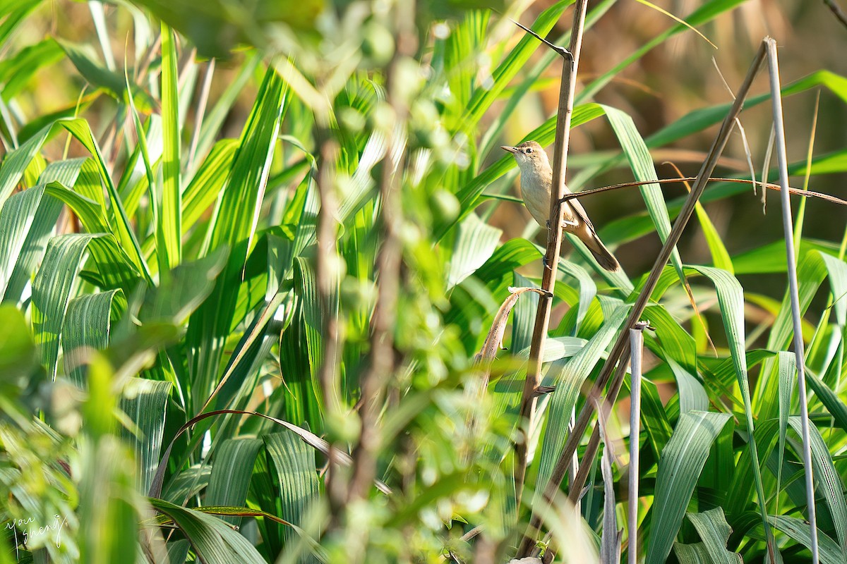 Oriental Reed Warbler - ML645261972