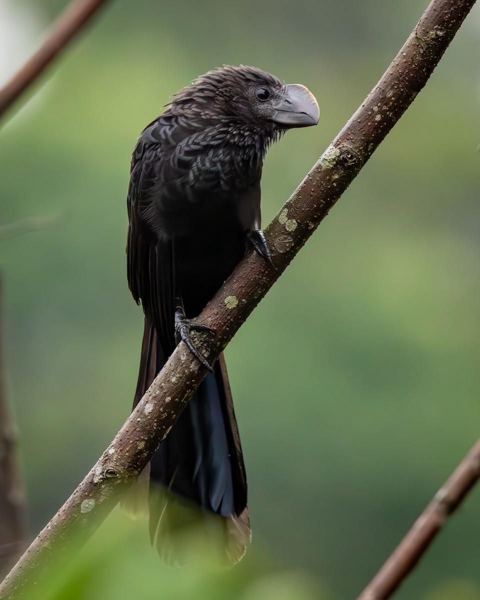 Smooth-billed Ani - ML645261975