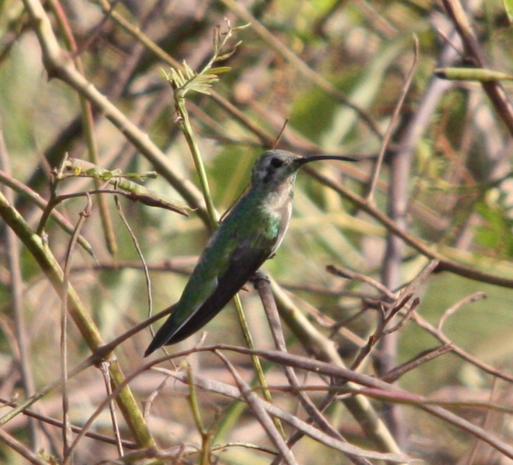 White-tailed Goldenthroat - ML645261995