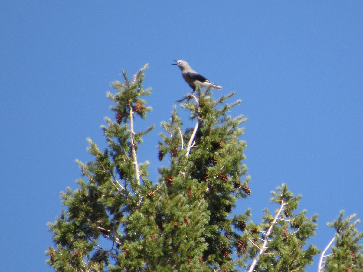 Clark's Nutcracker - ML645261998