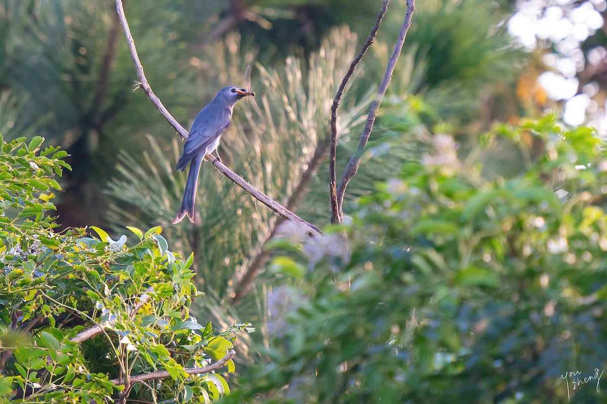 Ashy Drongo - ML645262006