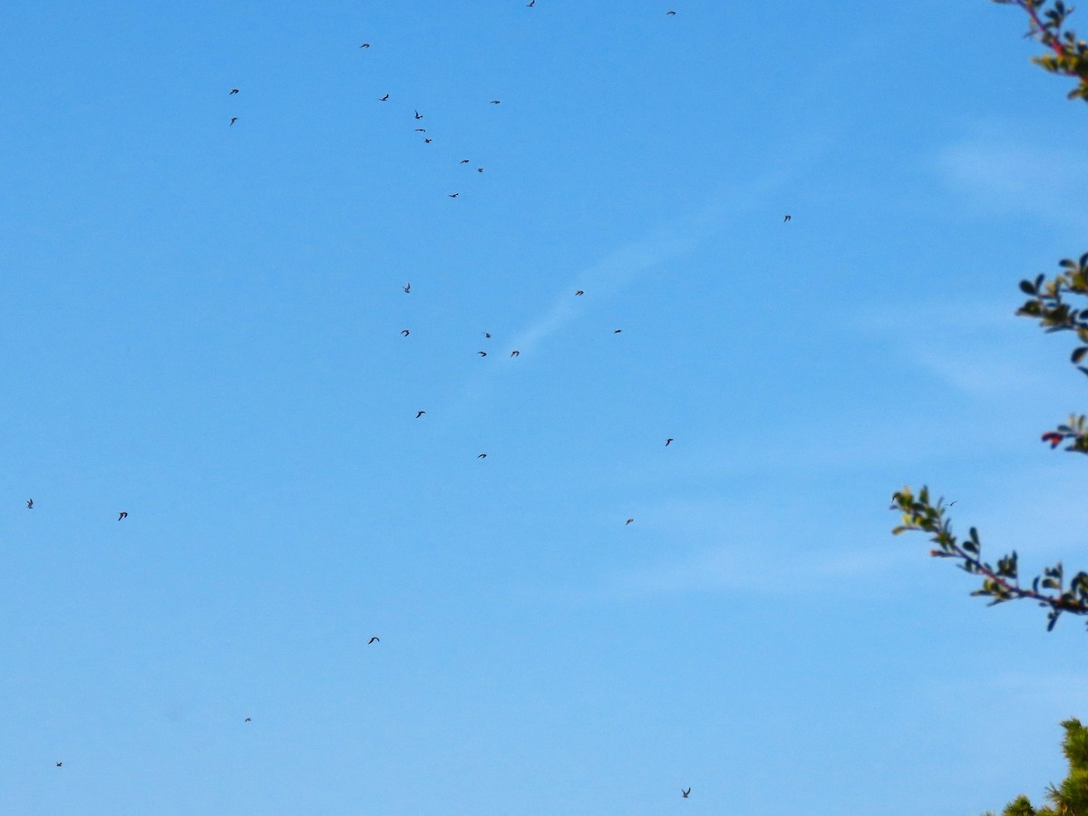 Mediterranean Gull - ML645262008