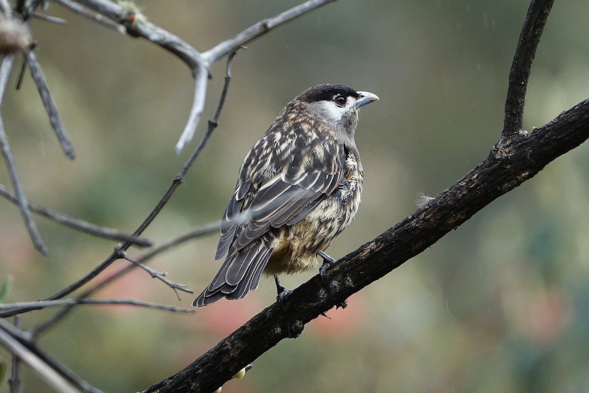 kotinga bělolící - ML645262014