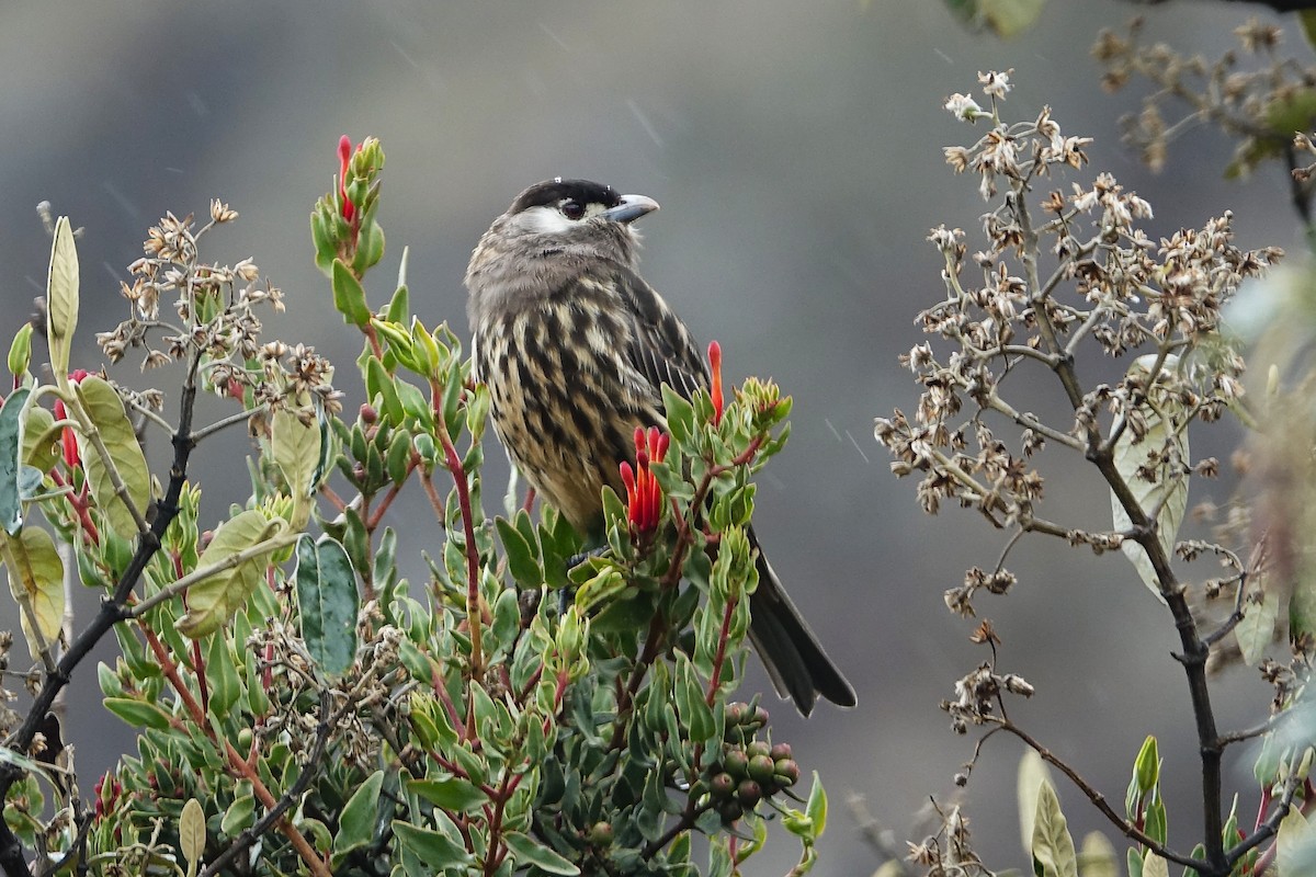 kotinga bělolící - ML645262015