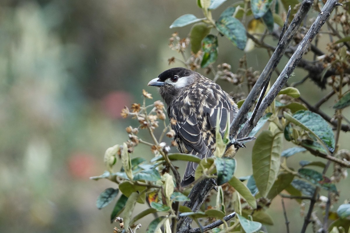 kotinga bělolící - ML645262016