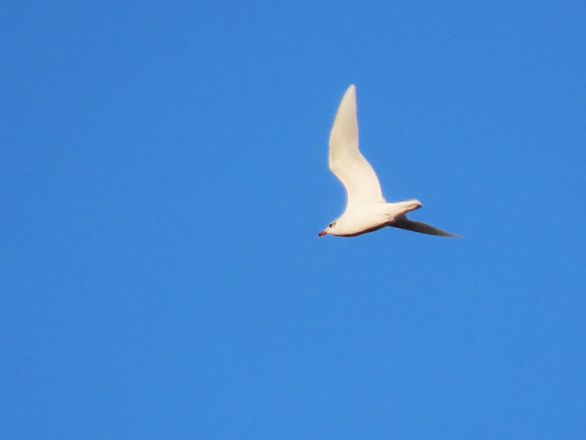 Mediterranean Gull - ML645262017