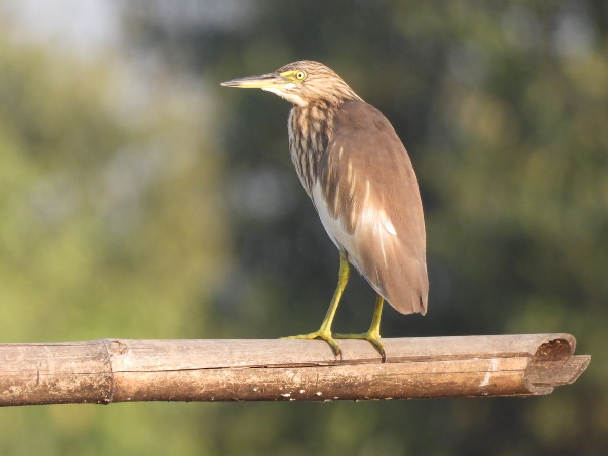 Garcilla India - ML645262029