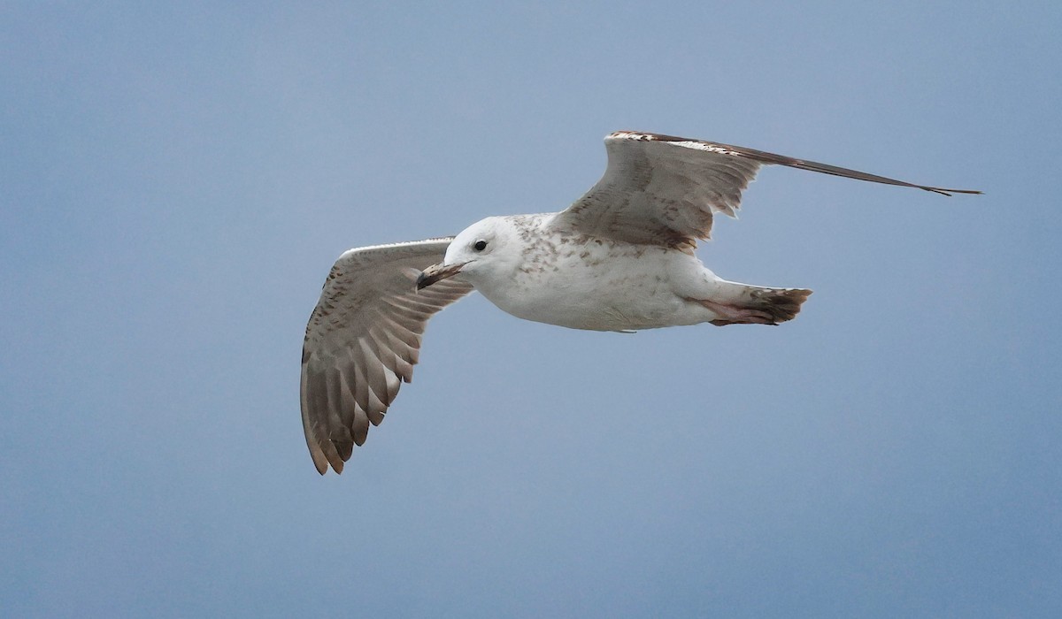 Caspian Gull - ML645262035