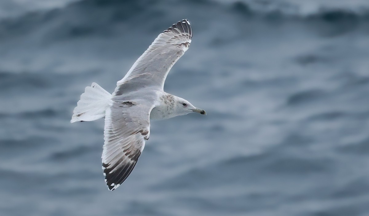 Caspian Gull - ML645262036