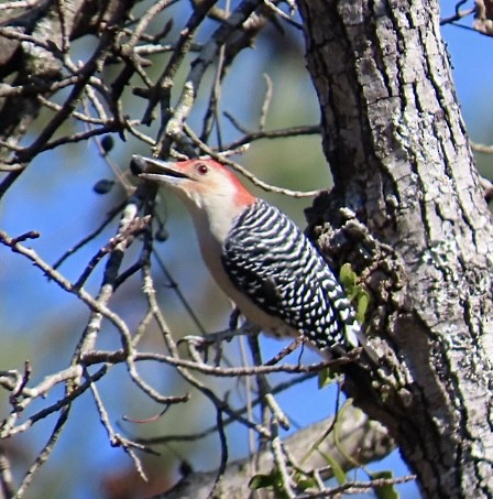 Red-bellied Woodpecker - ML645262045