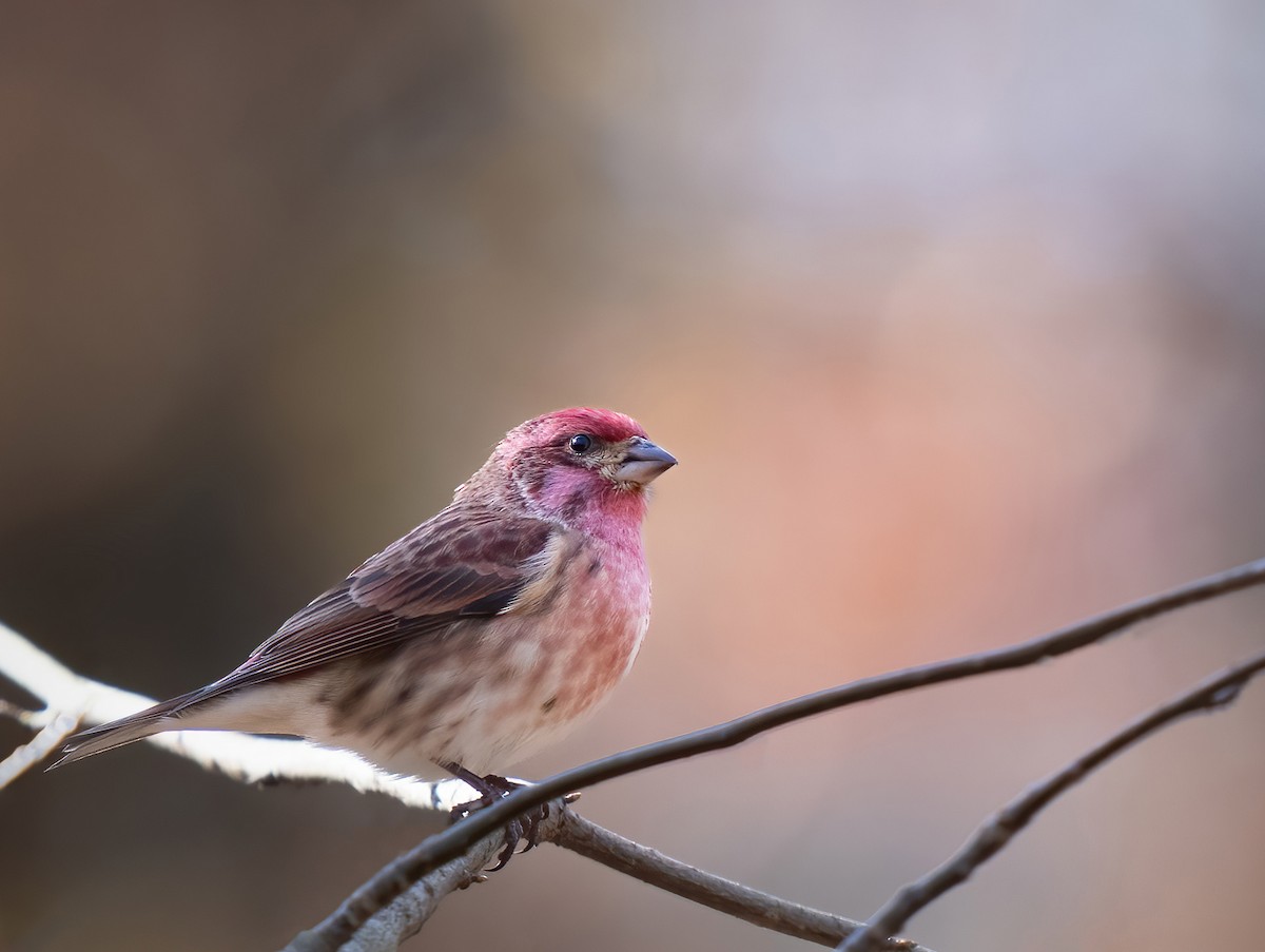 Чечевиця кармінова - ML645262046