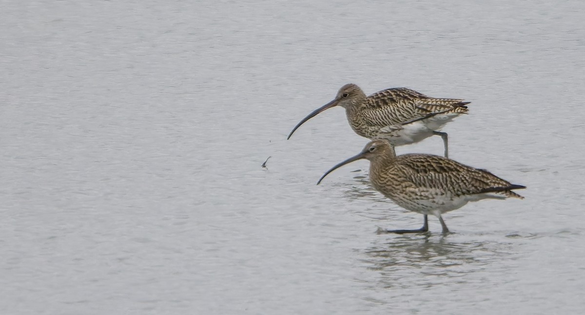 koliha velká - ML645262061