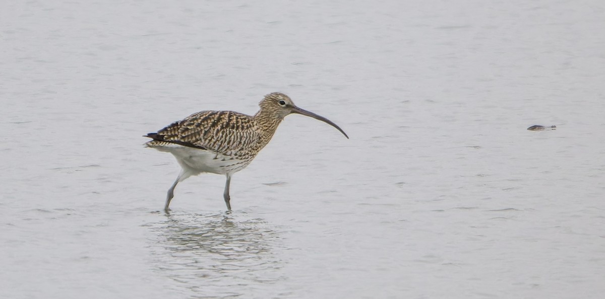 koliha velká - ML645262062