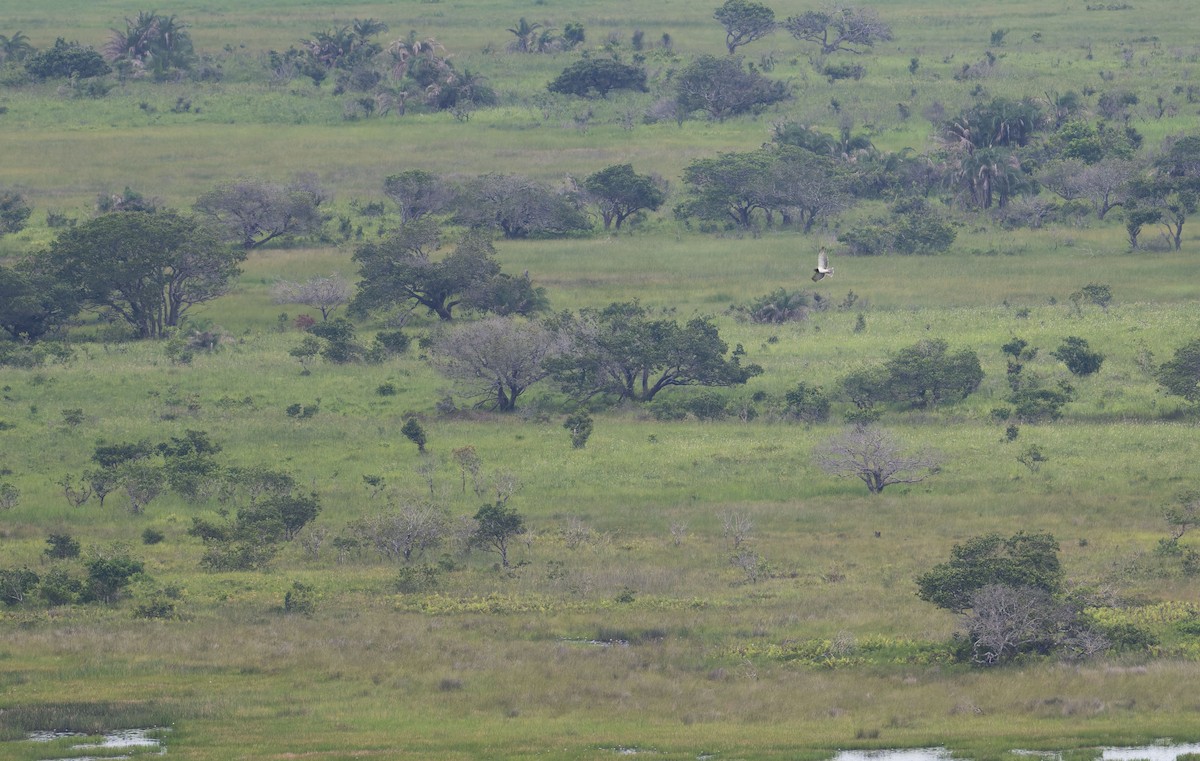 Black-chested Snake-Eagle - ML645262067