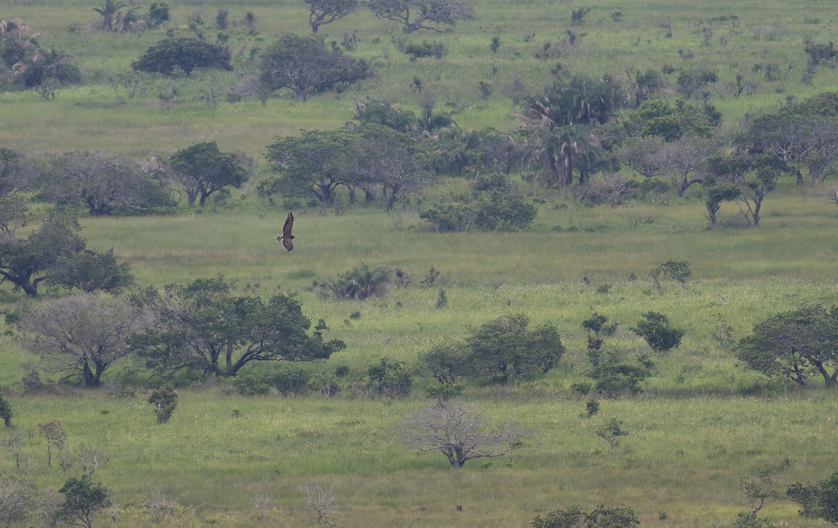 Black-chested Snake-Eagle - ML645262068