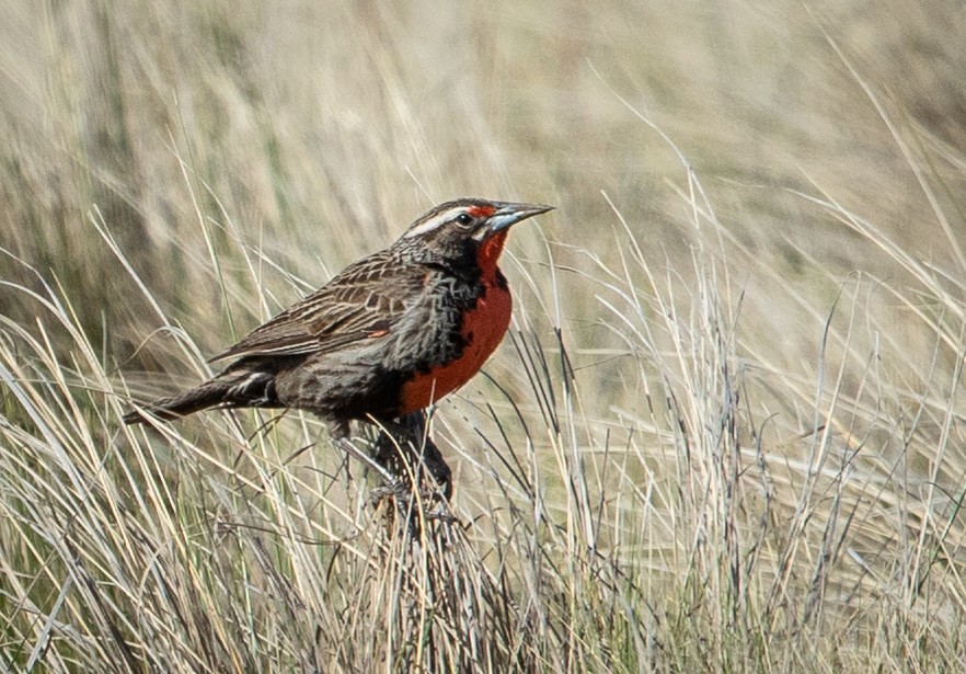 Pampas Meadowlark - ML645262069