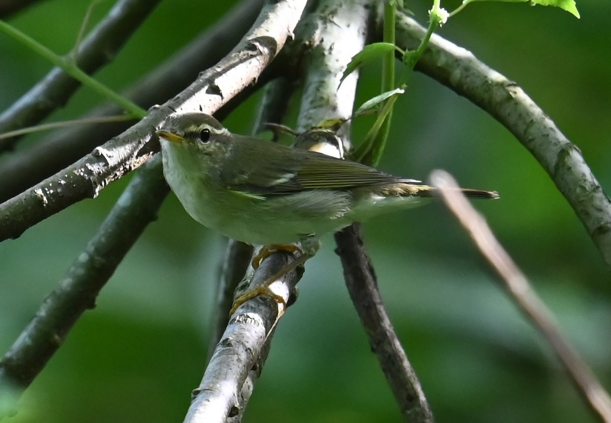 コムシクイ - ML645262078