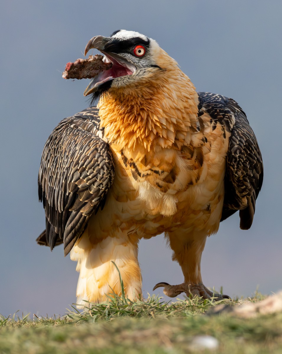 orlosup bradatý - ML645262079